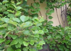 Actinidia chinensis Hayvard -Tomori / Kivi - Kiwi
